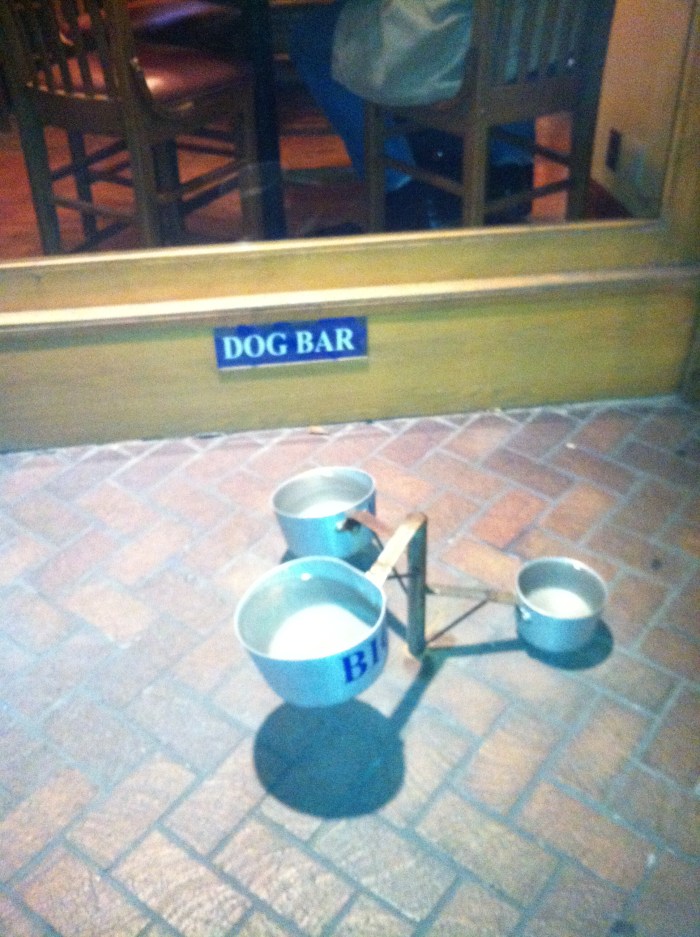 Where Dogs Go On A Friday Night