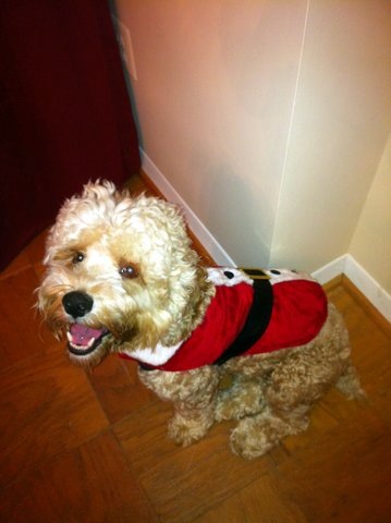 Cute Dog Picture of the Day:  Merry Christmas!