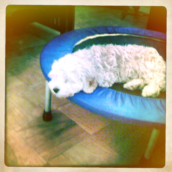 Cute Dog Picture Of The Day:  New Year's Resolution- Exercise More!