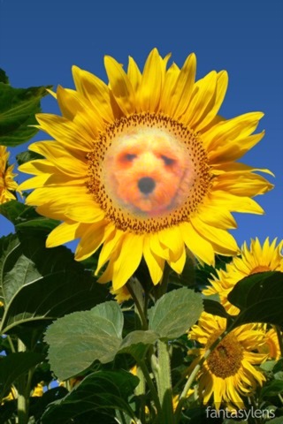 Cute Dog Picture Of The Day:  Anne Geddes Your Puppy!