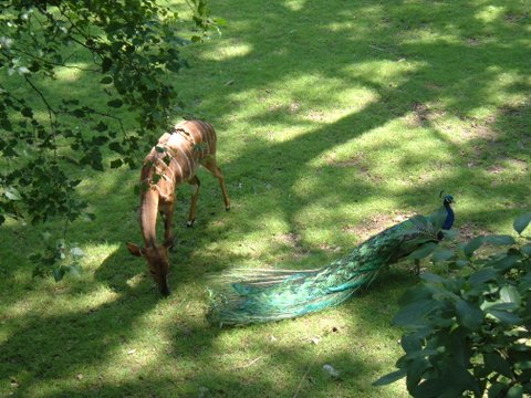 Cute Animal Picture Of The Day:  BFFs