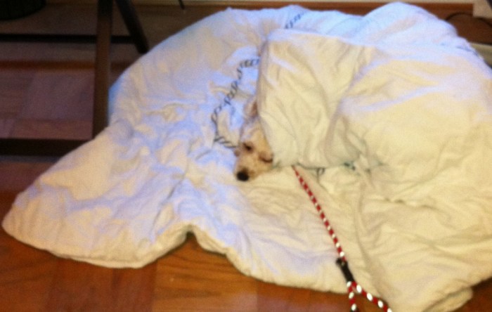 Cute Dog Picture of the Day: Snug as a Bug in a Rug