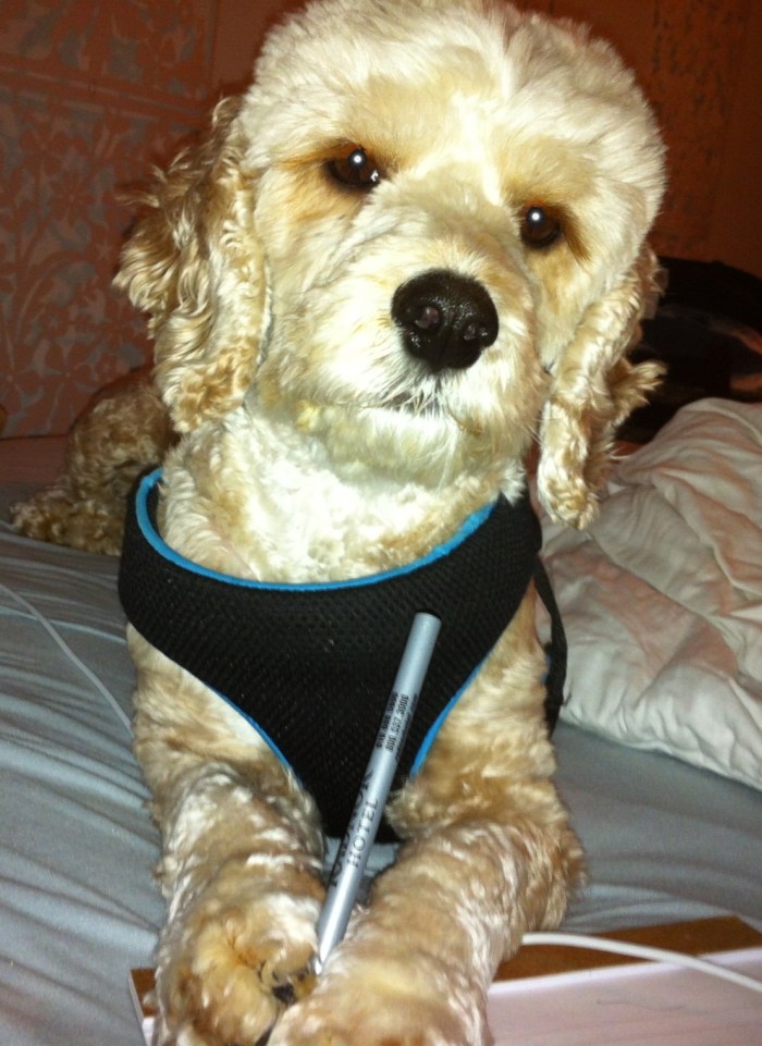 Cute Dog Picture Of The Day: Dear Diary