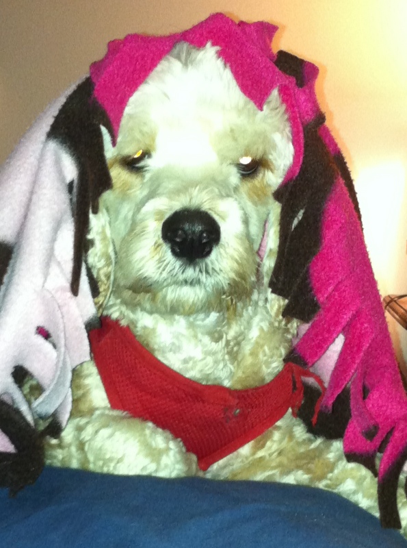 Cut Dog Picture of the Day