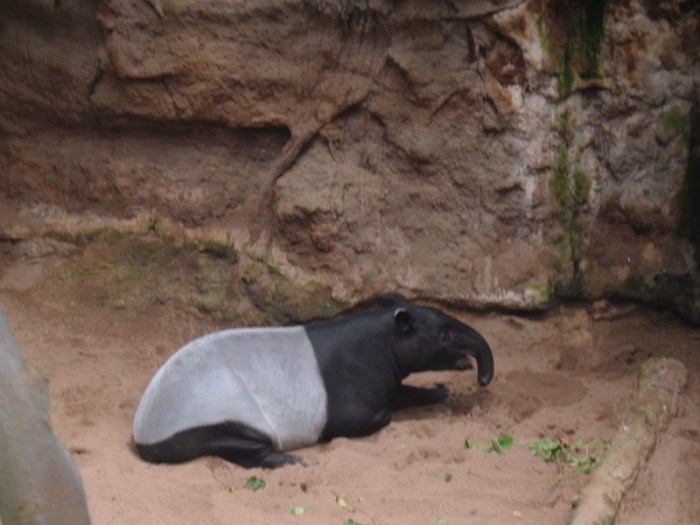 Cute Animal Picture of the Day: Mystery Species- Mystery Solved! 