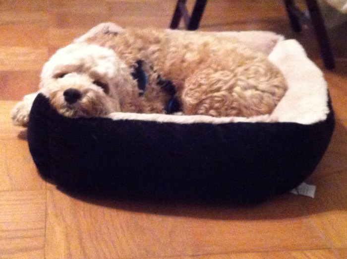 Cute Dog Picture of the Day!