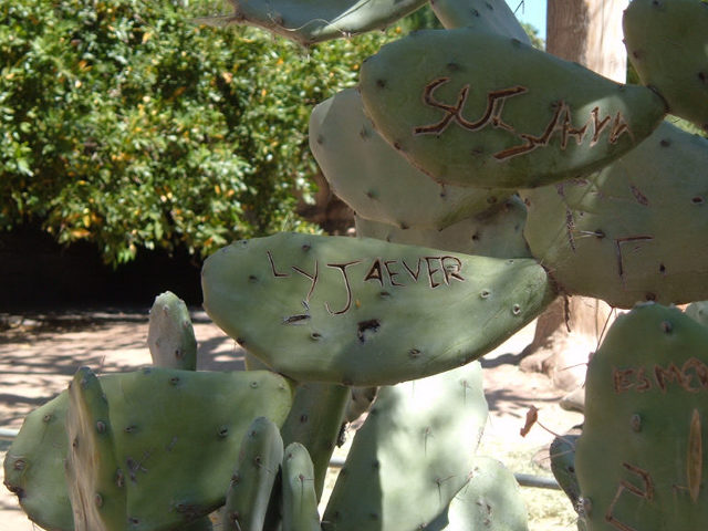 Professing Love Via Cactus