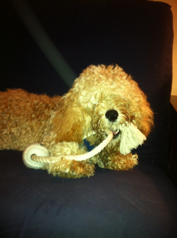 Cute Dog Picture of the Day