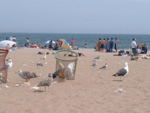 Alarmingly Large Seagulls