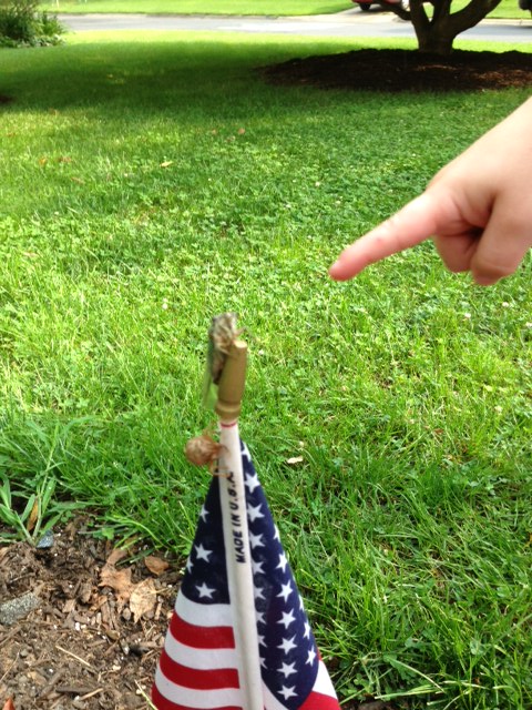 A Very Patriotic and Lonely Cicada 