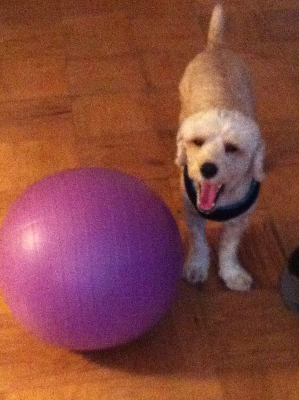 Cute Dog Picture of the Day