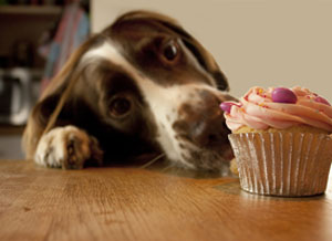 Birthday-pupcakes