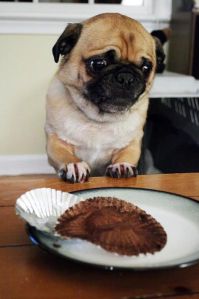 cupcake-pug