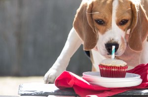 Easy-Peanut-Butter-Cupcakes-for-Dogs1