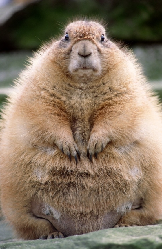 Happy Groundhog Day!