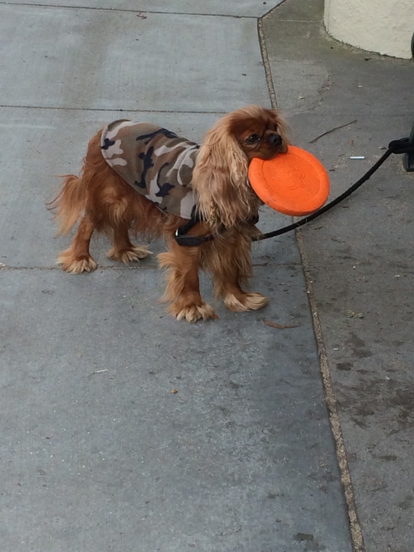 Cute Dog Picture Of The Day