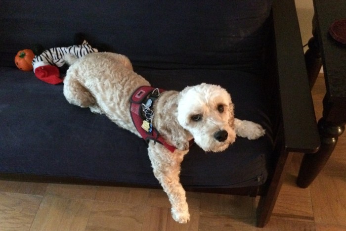 The Dog Days of Summer!