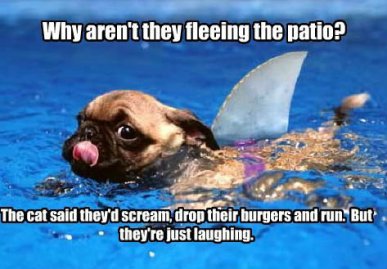 Shark+puppy.+he+is+cute+and+scary+all+rolled+up_1d8f01_3685521